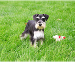 Small #5 Schnauzer (Miniature)