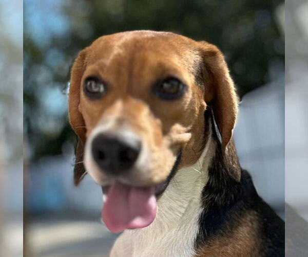 Medium Photo #4 Beagle Puppy For Sale in Canton, CT, USA