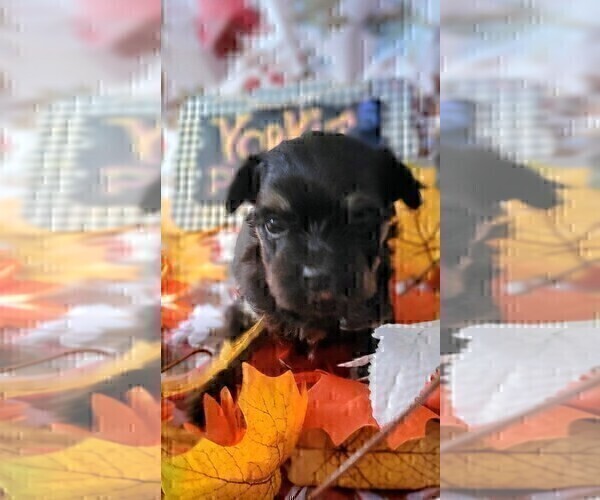 Medium Photo #11 Yorkshire Terrier Puppy For Sale in AKRON, OH, USA