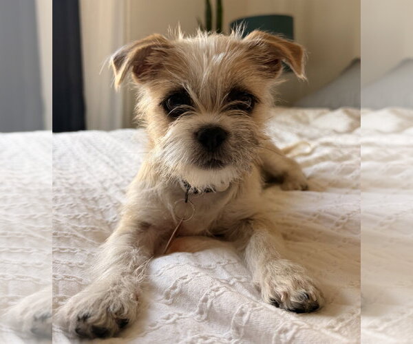Medium Photo #1 Mutt Puppy For Sale in Bellevue, WA, USA