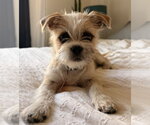 Small Mutt