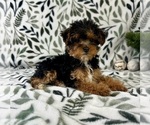 Small #1 YorkiePoo