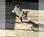 Small Photo #5 Great Dane Puppy For Sale in TALLAHASSEE, FL, USA
