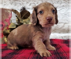 Dachshund Puppy for sale in VANZANT, MO, USA