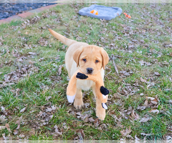 Medium Photo #1 Labrador Retriever Puppy For Sale in SYRACUSE, IN, USA