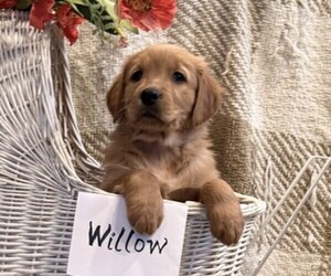 Golden Retriever Puppy for sale in OWEN, WI, USA