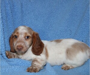 Dachshund Puppy for Sale in BLOOMINGTON, Indiana USA