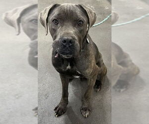 Mutt Dogs for adoption in Forestville, MD, USA