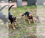 Small #1 German Shepherd Dog Mix