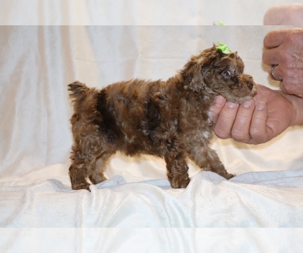 Medium Photo #18 Poodle (Toy) Puppy For Sale in DYERSBURG, TN, USA