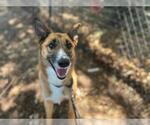 Small #1 German Shepherd Dog Mix