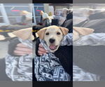 Small #2 Labrador Retriever Mix