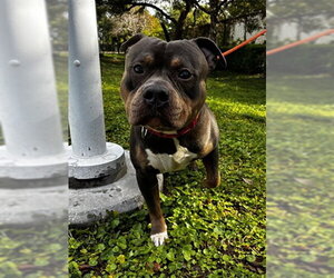 Mutt Dogs for adoption in Fort Lauderdale, FL, USA