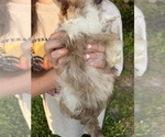Small #2 Yorkshire Terrier