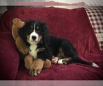 Puppy 1 Bernese Mountain Dog