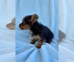 Small #6 Yorkshire Terrier