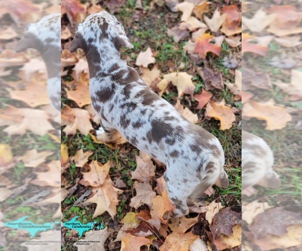 Medium Photo #4 Catahoula Leopard Dog Puppy For Sale in MORAN, MI, USA