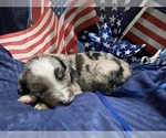 Puppy Puppy 7 Miniature Australian Shepherd