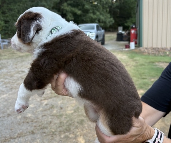 Medium Photo #2 Miniature Australian Shepherd Puppy For Sale in BEEBE, AR, USA