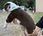Small #1 Miniature Australian Shepherd