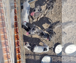 Great Dane Litter for sale in SAFFORD, AZ, USA