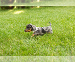 Small #4 Dachshund