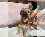 Small German Shepherd Dog