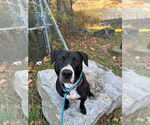 Small #10 American Pit Bull Terrier-Labrador Retriever Mix