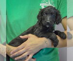 Small #1 Spaniel Mix
