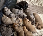 Small #1 Great Dane-Rottweiler Mix