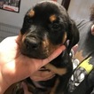 Small Photo #11 Rottweiler Puppy For Sale in EUBANK, KY, USA