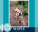 Small #5 Bulldog Mix