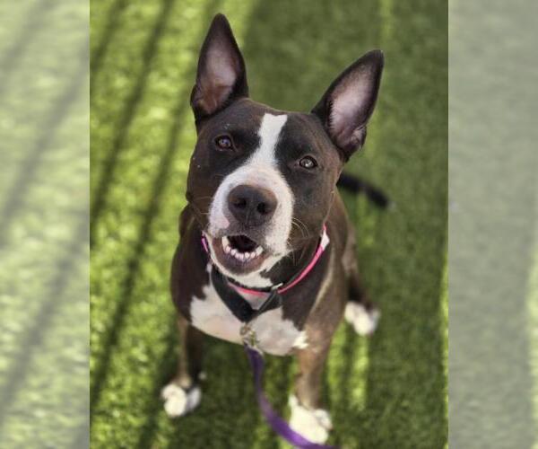 Medium Photo #1 American Pit Bull Terrier-Bull Terrier Mix Puppy For Sale in Las Vegas, NV, USA