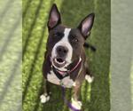 Small American Pit Bull Terrier-Bull Terrier Mix