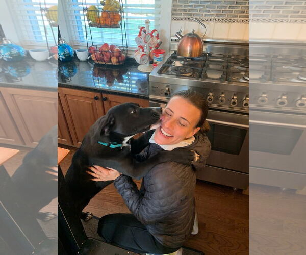 Medium Photo #10 Borador Puppy For Sale in Oakhurst, NJ, USA
