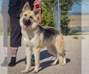 Princess - Female Collie-German Shepherd Dog Mix Dog for Adoption - Photo #5