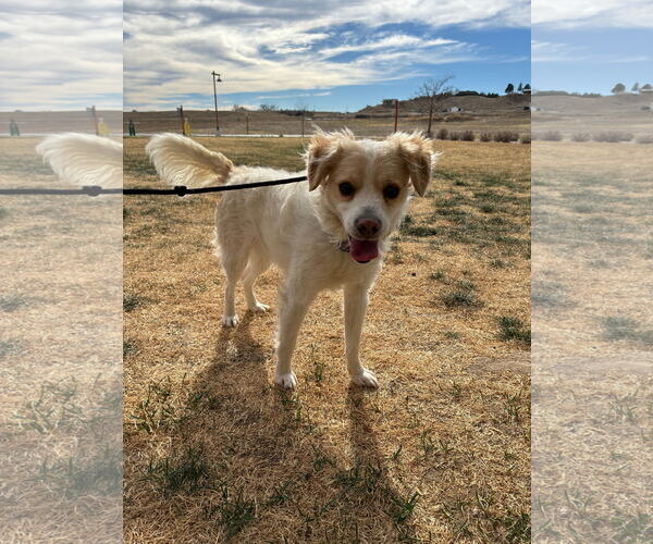 Medium Photo #3 Mutt Puppy For Sale in Fort Collins, CO, USA