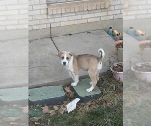 Siberian Husky-Unknown Mix Dogs for adoption in Ogden, UT, USA