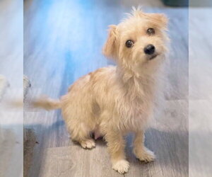 Zoey - Female Poodle (Miniature)-Unknown Mix Dog for Adoption - Photo #5