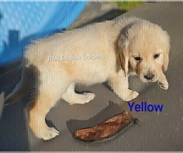 Medium Photo #3 English Cream Golden Retriever Puppy For Sale in BROWNSTOWN, MI, USA