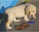 Small #2 English Cream Golden Retriever