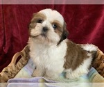 Puppy 2 Shih Tzu