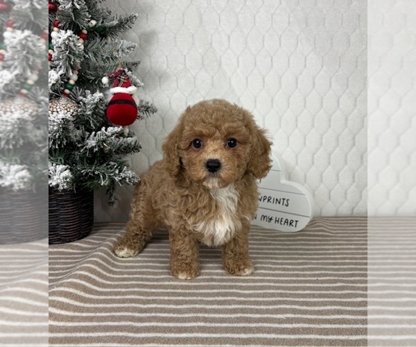 Medium Photo #2 Cavapoo (Miniature) Puppy For Sale in GREENFIELD, IN, USA