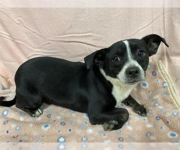 Medium Photo #1 Chihuahua-Unknown Mix Puppy For Sale in Modesto, CA, USA