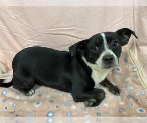 Chihuahua-Unknown Mix Dogs for adoption in Modesto, CA, USA