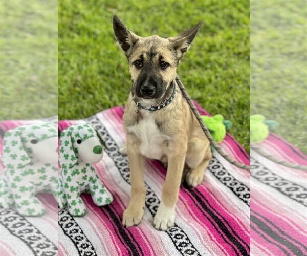 Medium Photo #3 Australian Kelpie-Unknown Mix Puppy For Sale in Dana Point, CA, USA