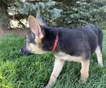 Small Photo #2 German Shepherd Dog Puppy For Sale in OREM, UT, USA