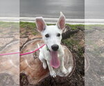 Small #2 white german shepherd Mix