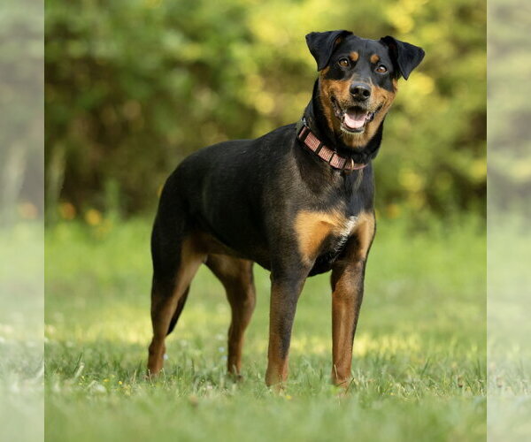 Medium Photo #3 Doberman Pinscher-Unknown Mix Puppy For Sale in Spring Lake, NC, USA
