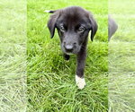 Small #4 Australian Shepherd Mix